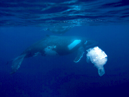 Podle některých odhadů při rychlosti, s jakou vyhazujeme produkty z plastů – lahve, tašky a kelímky na jedno použití – bude do roku 2050 v oceánu více plastů než ryb.