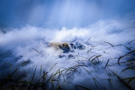 Cenu Fotografie roku v soutěži Czech Nature Photo získal od poroty Jan Stria, který zachytil trnuchu modroskvrnnou při snídani na dně Rudého moře v Egyptě.