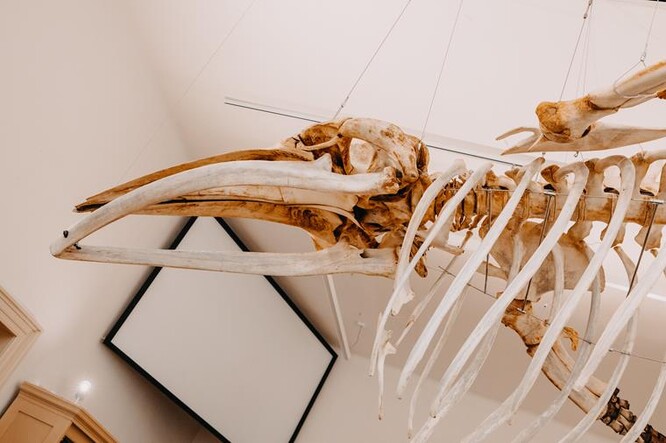 Jedinečnost velrybího exponátu je i v jeho kosterní kompletnosti včetně jazylky a rudimentu pánve a stehenních kostí a především v zachování některých měkkých tkání, které jsou celosvětovým unikátem.