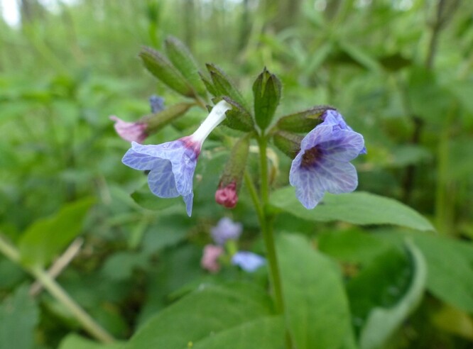 Plicník tmavý Plicník tmavý