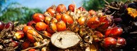 Plody palmy olejné