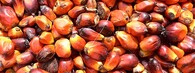 plody palmy olejné