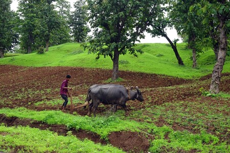 Zemědělství v Indii se dlouhodobě potýká se zásadní výzvou - musí uživit rychle přirůstající obyvatelstvo, ale přitom se celonárodní výnos z hospodářstvím přetížené půdy stále snižuje. / Ilustrační foto