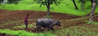 Zemědělec v Indii
