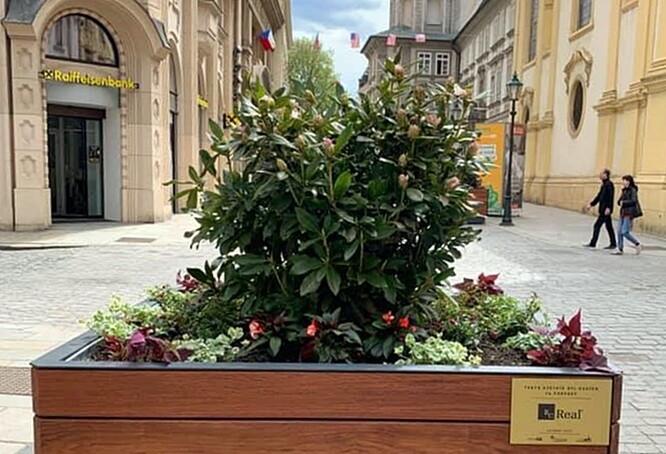 Jeden nový květináč s rododendronem darovali Plzni hokejisté z Nagana - Jaroslav Špaček a Martin Straka a s nimi další známý plzeňský hokejista Michal Dvořák.