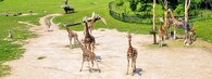 výběh žiraf