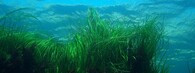 Podmořská tráva