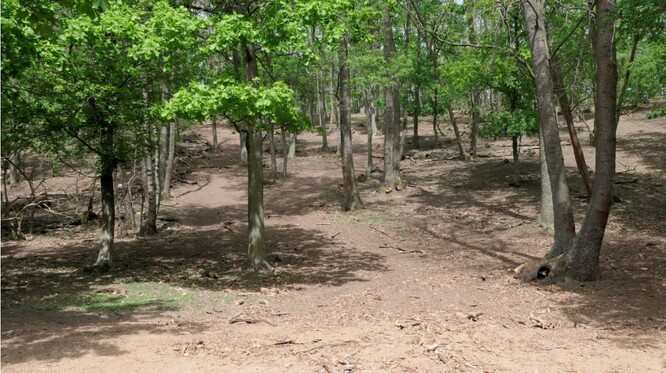 Obr. 9 Stav lesního podrostu v 2. zóně CHKO Pálava, obora Bulhary (48.8188756N, 16.7217803E), 26.4.2019.