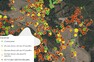 Prostor mezi Pohanskem a Lány je velmi bohatý na mohutné duby. Většina je ale po smrti nebo ve velmi špatném stavu. A mladé solitéry prakticky nejsou. Barva a velikost kolečka indikují zdravotní stav a průměr kmene dubu. Jak to vypadá jinde v jihomoravských luzích se můžete přesvědčit v mapě, která ukazuje výsledky mapování 11 500 starých a solitérních stromů. 