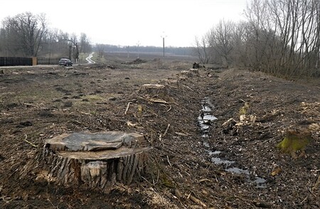 Vykácené stromy v blízkosti Jarohněvického rybníka v Dubňanech na Hodonínsku. Za jeden strom pokuta 1000 Kč.