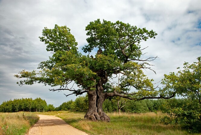 Dub Dunin je jeden z největších a nejznámějších stromů v Bělověžském pralese. Jeho stáří se odhaduje na 400 let.