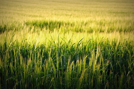 Pšeničné pole.