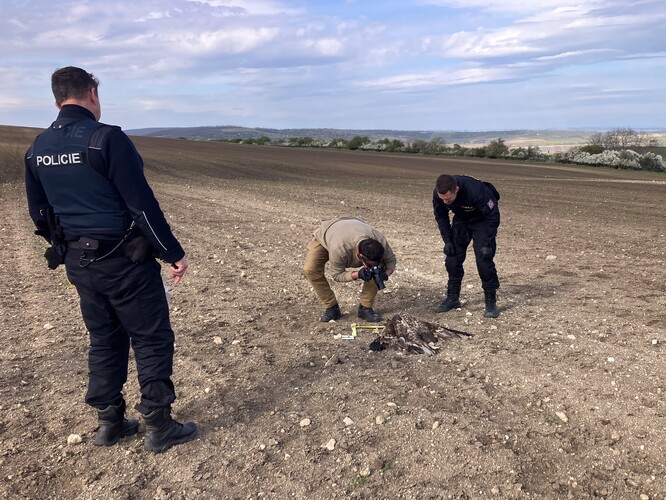 Policie vyšetřuje případ otrávených dravců na Břeclavsku. Policie vyšetřuje případ otrávených dravců na Břeclavsku.