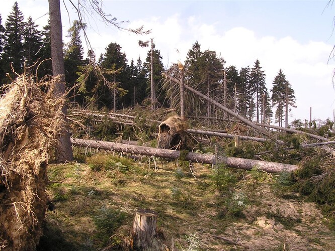 Smrkové monokultury v Krušných horách jsou zranitelné například vůči silnému větru.