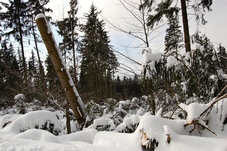 Orkán Kyrill, jehož síla na Sněžce v noci na 19. ledna 2007 dosahovala rychlosti až 216 kilometrů v hodině, poškodil v Krkonoších 88.000 metrů krychlových dřeva a zasáhl plochu 3900 hektarů.