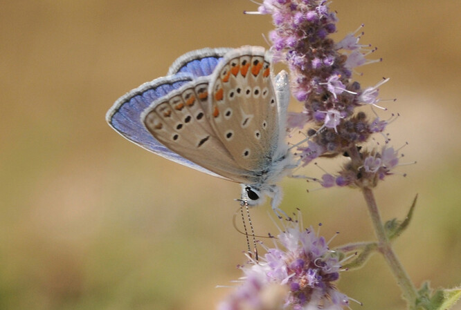 Modrásek vičencový. Ilustrační snímek. Modrásek vičencový. Ilustrační snímek.