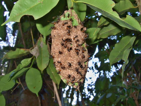 Mravenci Polyrhachis, tzv. zlatí mravenci, budují hnízda na listech v tropech podobná papírovým hnízdům našich vos.