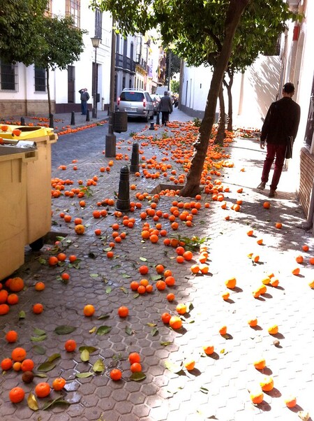 Pomeranče, které mají původ v Asii, před asi 1000 lety přivezli Arabové. Pomerančovníky se na jihu Španělska dobře uchytily.