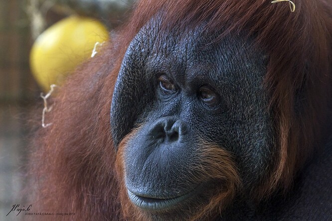 Orangutan bornejský. Ilustrační foto