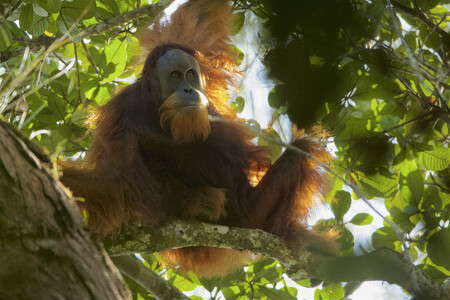 Orangutan tapanulijský je nejvzácnější primát na světě.