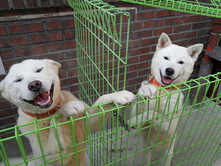 V zoologické zahradě nechybí ani zástupce severokorejského národního plemene, které je nazváno podle okresu Pungsan, kde byli tito psi poprvé vyšlechtěni. Mimo KLDR toto plemeno prakticky není k vidění