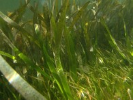 Mořská tráva rodu posidonia australis