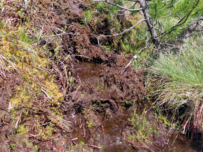 Poškozené rašeliniště vodu neudrží. Po dešti rychle odtéká a eroduje, za sucha pak chybí.