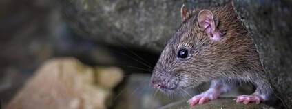 Potkan obecný Foto: Alexandre Roux Flickr