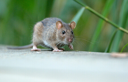Potkani přenáší nejrůznější infekční choroby, likvidují úrodu, znehodnocují potraviny i celé stavby. / Ilustrační foto