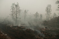 požár tropického lesa