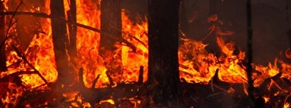 Požár lesa Foto: Tatiana Bulyonkova Flickr
