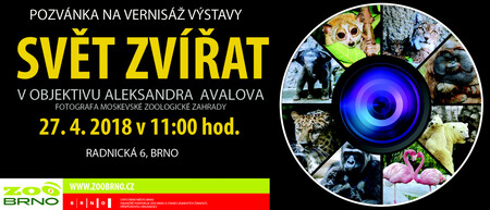 27.4.2018 otevře zoo Brno v Radnické ulici výstavu fotografií ruského fotografa Aleksandra Avalova, který se specializuje na portréty zvířat. Do budoucna plánují expozici pavouků a chameleonů, vystavovat chtějí i fotografie z produkce National Geographic.
