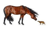Ilustrace velikosti koní