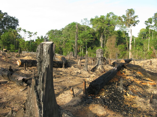 Vykácením 1 ha pralesa vzniká obrovský uhlíkový dluh, ilustrační snímek amazonského pralesa.