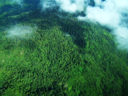 Letecký snímek horského lesa Nové Guineje. Pralesy ostrova patří k dosud těm nejdotčenějším na planetě.