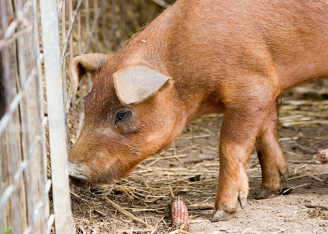 Problém mají hlavně ti, kteří jsou v nájmu a vlastníci jim nedovolí stavební úpravy. Problém mají hlavně ti, kteří jsou v nájmu a vlastníci jim nedovolí stavební úpravy.