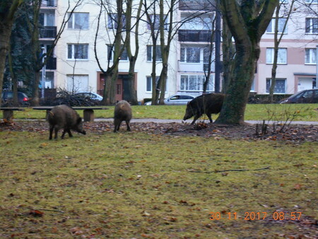 Přemnožená divoká prasata pronikají do okrajových částí města, hlavně na sídliště na Holém vrchu.  Na ilustračním snímku prasata divoká v Ústí nad Labem.