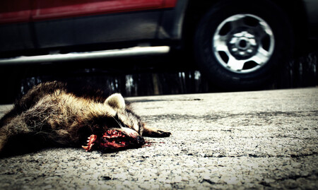 Na silnicích umírají stovky milionů zvířat ročně. Na ilustračním snímku mýval přejetý kamionem.