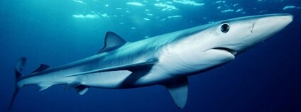 Žralok modrý Foto: Mark Conlin/NMFS Wikimeda Commons