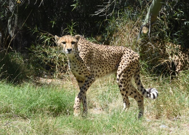Obrázek 2. Gepard, druh celosvětově ohrožený vyhubením, který se již poměrně dobře množí v zoologických zahradách. Množil se tak dobře, že řadě samic byla aplikována antikoncepce anebo byly na delší dobu oddělovány od samců. To jim začalo způsobovat hyperplazii děložní sliznice, což výrazně snížilo schopnost těchto samic se znovu rozmnožit.