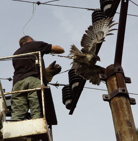 Podle studie Agentury ochrany přírody a krajiny z roku 2016 uhyne ročně na následky zásahu elektrickým proudem 118.000 až 344.000 ptáků. / Ilustrační foto