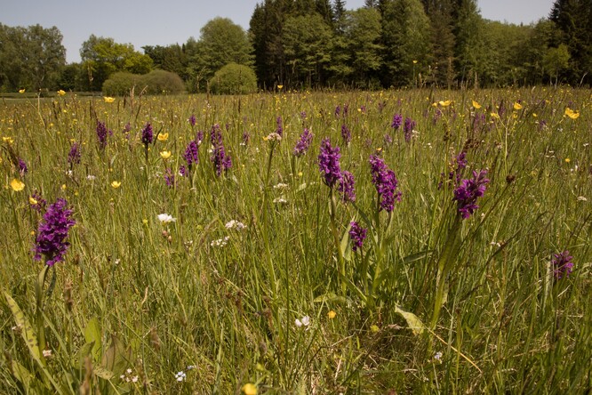 Prstnatce. Prstnatce.