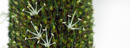 Xanthorrhoea australis - žlutokap jižní Foto: M. Studnička Botanická zahrada Liberec