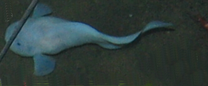 Do letošního dubna byla za nejhlouběji žijící rybu považovaná Pseudoliparis swirei, kterou vědci v roce 2017 zaznamenali v hloubce 8178 v Mariánském příkopu.