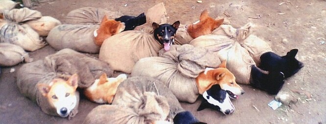 "Vláda státu (Nágsko) se rozhodla zakázat komerční dovoz, obchodování se psy, psí trhy a také prodej psího masa, a to uvařeného i syrového," uvedl zástupce tamní správy na twitteru.