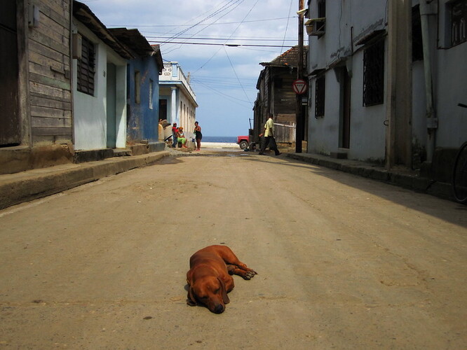 Na Kubě jsou ulice plné psů a koček, opuštěných často z ekonomických důvodů.