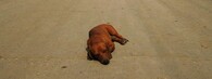 Opuštěný pes v kubánském městě