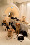 Psi na magentické rezonanci