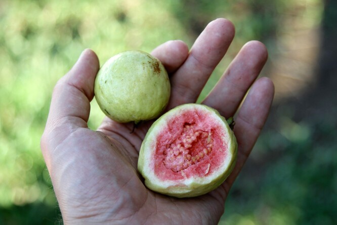 Kvajáva je ovoce stromu kvajáva hrušková, pocházejícího z Jižní Ameriky, kde jsou tyto plody velmi oblíbeným ovocem.
