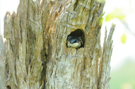 Pták v dutině stromu